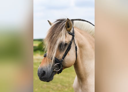 Fjord Horses, Stallion, 28 years, 14,1 hh, Dun