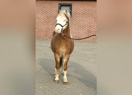 Gotland-Pony, Hengst, 6 Jahre, 128 cm, Schecke