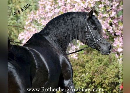 Ägyptischer Araber, Hengst, 6 Jahre, 154 cm, Rappe