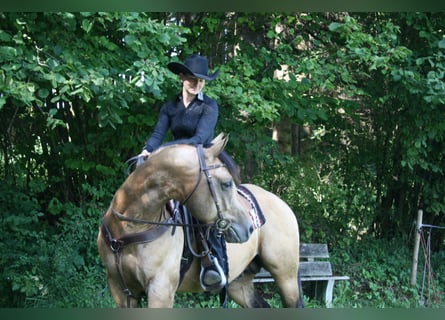 American Quarter Horse, Stallion, 12 years, 14,3 hh, Buckskin