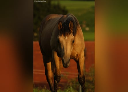 American Quarter Horse, Stallone, 12 Anni, 152 cm, Pelle di daino