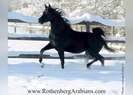 Straight Egyptian, Stallion, 9 years, 15,1 hh, Black