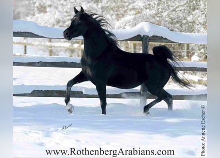 Arabo Egiziano, Stallone, 10 Anni, 156 cm, Morello