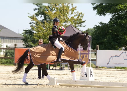 Hannoveraner, Hengst, 13 Jahre, 170 cm, Rappe