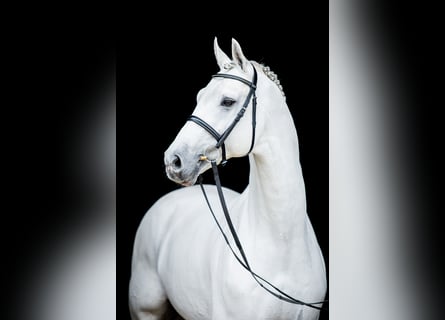 Koń hanowerski, Ogier, 17 lat, 176 cm, Siwa
