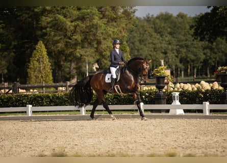 Groninger, Étalon, 7 Ans, 170 cm, Bai