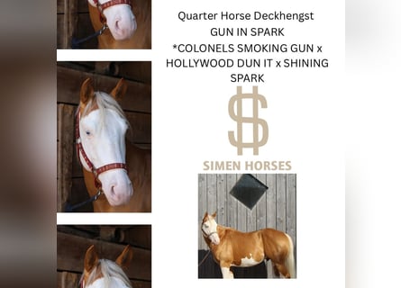 American Quarter Horse, Stallion, 5 years, 14,1 hh, Palomino