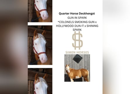 Caballo cuarto de milla, Semental, 5 años, 145 cm, Palomino