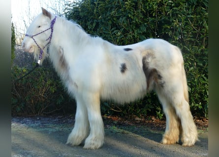 Gypsy Horse, Gelding, 10 years, 12.3 hh, Pinto