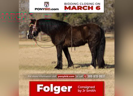 Gypsy Horse, Gelding, 10 years, 12 hh, Black
