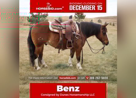 Gypsy Horse Mix, Gelding, 10 years, 13.3 hh, Roan-Bay