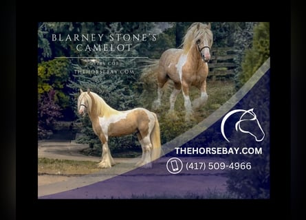 Gypsy Horse, Gelding, 10 years, 14.2 hh, Tobiano-all-colors