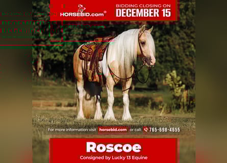 Gypsy Horse, Gelding, 10 years, 14.3 hh, Pinto