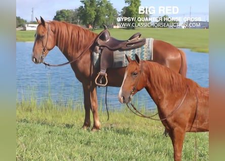 Gypsy Horse, Gelding, 10 years, 14 hh, Sorrel