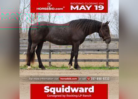 Gypsy Horse Mix, Gelding, 10 years, 14,2 hh, Roan-Blue