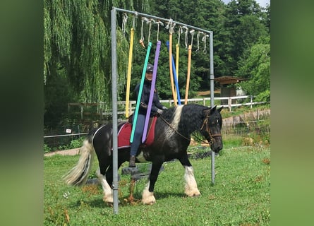 Gypsy Horse, Gelding, 10 years, 15.1 hh, Pinto