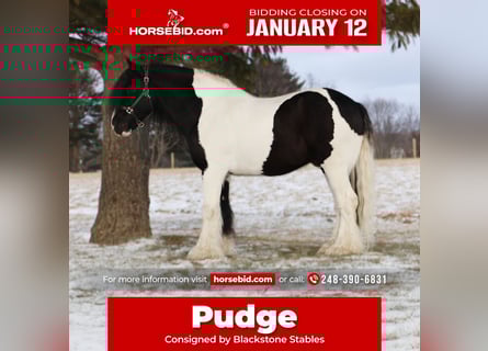 Gypsy Horse, Gelding, 10 years, 15,1 hh