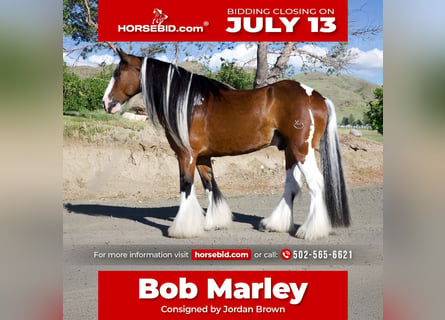Gypsy Horse, Gelding, 10 years, Pinto