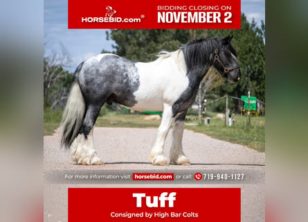 Gypsy Horse, Gelding, 10 years, Pinto