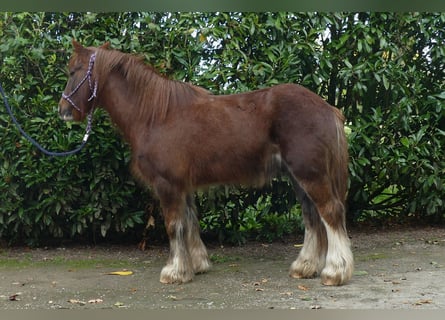 Gypsy Horse, Gelding, 11 years, 13,1 hh, Chestnut-Red