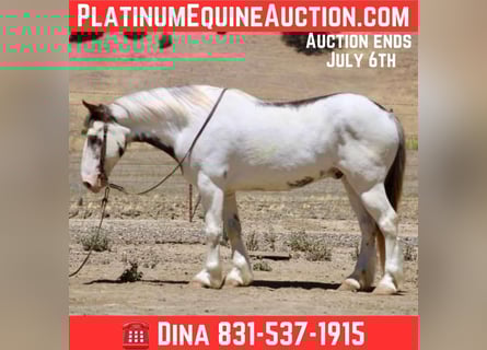 Gypsy Horse, Gelding, 11 years, 14.1 hh, Overo-all-colors