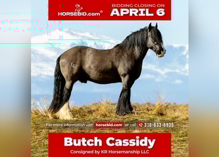 Gypsy Horse, Gelding, 11 years, 14.3 hh, Black