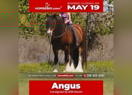 Gypsy Horse, Gelding, 11 years, 14 hh, Bay