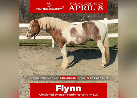 Gypsy Horse Mix, Gelding, 11 years, 14 hh, Roan-Red
