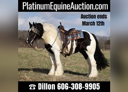 Gypsy Horse, Gelding, 11 years, 14,3 hh, Tobiano-all-colors