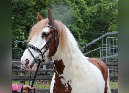 Gypsy Horse, Gelding, 11 years, 15 hh, Pinto