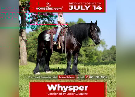 Gypsy Horse Mix, Gelding, 11 years, 15,1 hh, Black