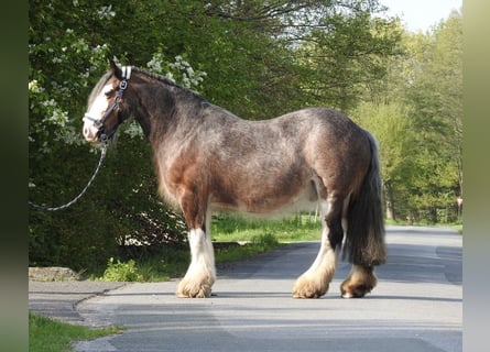 Gypsy Horse, Gelding, 12 years, 13.1 hh, Brown