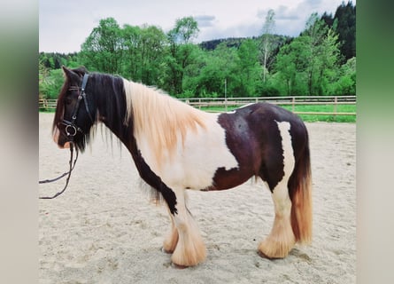 Gypsy Horse, Gelding, 12 years, 13.1 hh, Pinto