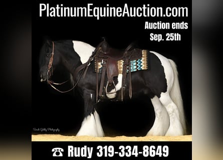 Gypsy Horse, Gelding, 12 years, 13.2 hh, Tobiano-all-colors