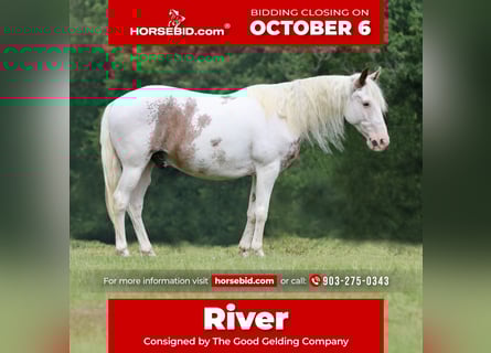 Gypsy Horse Mix, Gelding, 12 years, 14,1 hh, Sabino