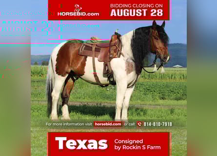 Gypsy Horse Mix, Gelding, 12 years, 16.3 hh, Pinto