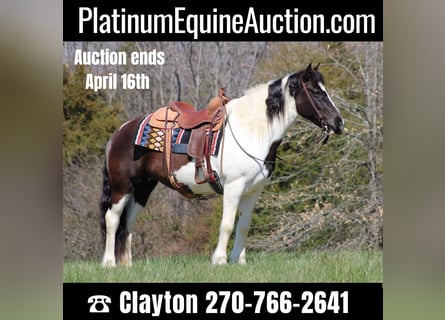 Gypsy Horse, Gelding, 12 years, Tobiano-all-colors