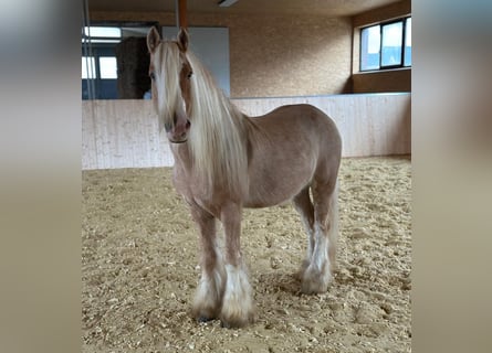 Gypsy Horse, Gelding, 13 years, 13,2 hh, Palomino