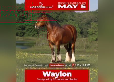 Gypsy Horse Mix, Gelding, 13 years, 14.2 hh, Bay