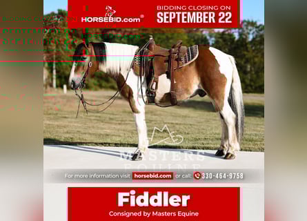 Gypsy Horse Mix, Gelding, 14 years, 13.1 hh, Pinto