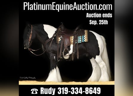 Gypsy Horse, Gelding, 14 years, 13,2 hh, Tobiano-all-colors