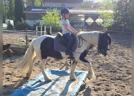 Gypsy Horse, Gelding, 14 years, 14.1 hh, Pinto