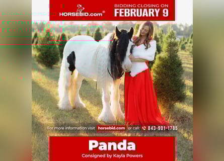 Gypsy Horse, Gelding, 14 years, 14,2 hh, Pinto