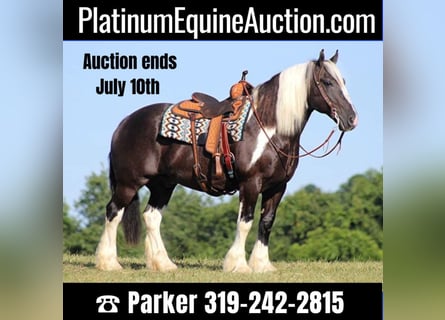 Gypsy Horse, Gelding, 14 years, 15 hh, Tobiano-all-colors