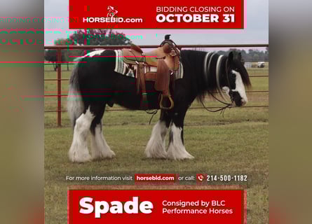 Gypsy Horse, Gelding, 14 years