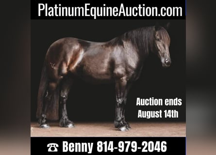 Gypsy Horse, Gelding, 15 years, 15,2 hh, Black