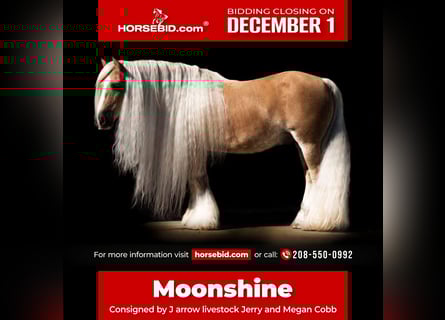 Gypsy Horse, Gelding, 16 years, 14 hh, Palomino