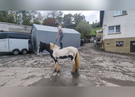 Gypsy Horse, Gelding, 17 years, 15 hh, Pinto