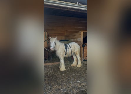 Gypsy Horse, Gelding, 1 year, 14,2 hh, Palomino