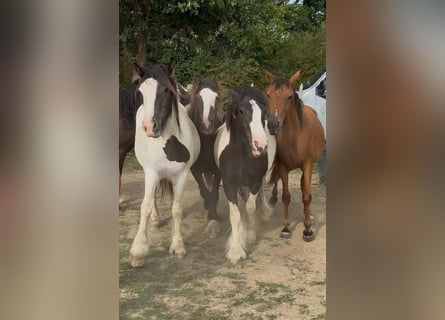 Gypsy Horse, Gelding, 2 years, 14,2 hh, Pinto